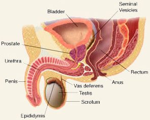 Preparation for Robotic Prostatectomy Surgery?